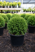 Arborvitae Tater Tot tiny dwarf evergreen globe in nursery container