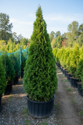 Arborvitae Pyramidal classic evergreen in nursery container