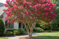Tonto crape myrtle with vivid fuchsia-red blooms in upright tree form