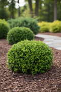 Little Missy Boxwood