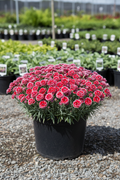 Frosty Fire Dianthus in black nursery pot with cherry-red double flowers with white fringed edges and silvery foliage at garden center