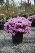 Azalea Karen in black nursery pot covered in lavender-pink blooms at garden center