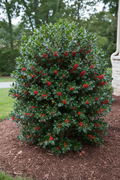 Shamrock Holly