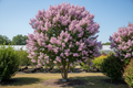 Muskogee crape myrtle with soft lavender-pink blooms in large upright form
