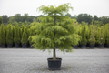 Bald Cypress on standard form, nursery stock