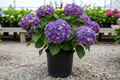 BloomStruck Bigleaf Hydrangea purple mophead blooms nursery stock photo