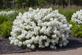 Diamond Dazzle crape myrtle with pure white blooms in compact rounded form