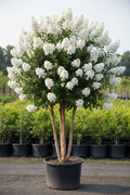 Natchez White Crape Myrtle in full bloom with white flower clusters