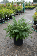 Japanese Holly Fern Rochfordianum in black nursery pot with bold glossy dark green holly-like fronds at garden center