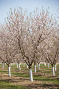 Monterey Almond