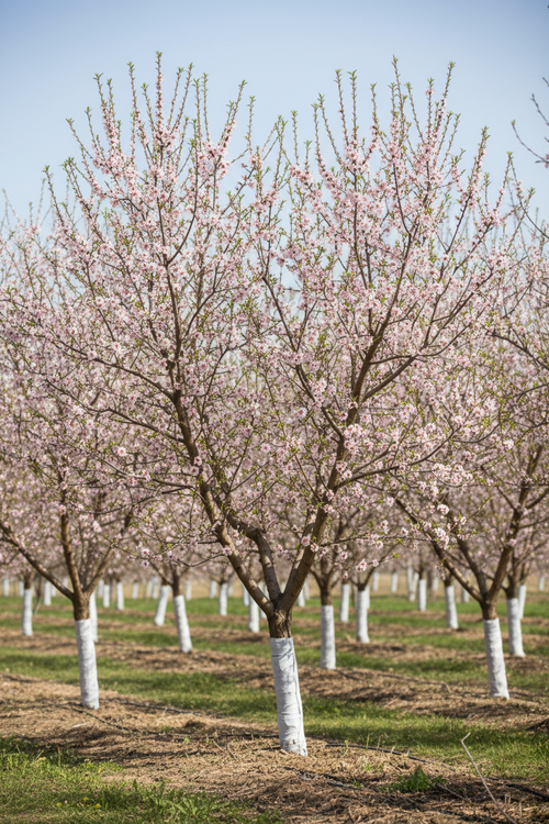 Monterey Almond