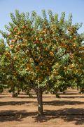 Moorpark Apricot