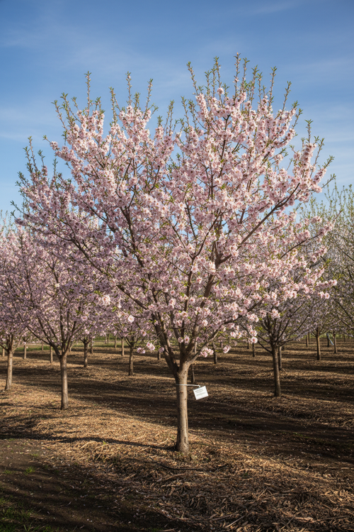 Padre Almond