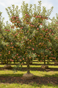 Pink Lady Apple Standard