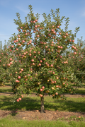 Pink Lady Apple