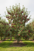 Red Delicious Apple Standard