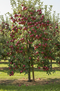 Red Rome Apple