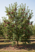 Stayman Winesap Apple Standard