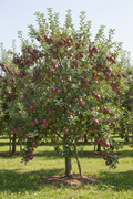 Stayman Winesap Apple