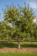 Yellow Delicious Apple